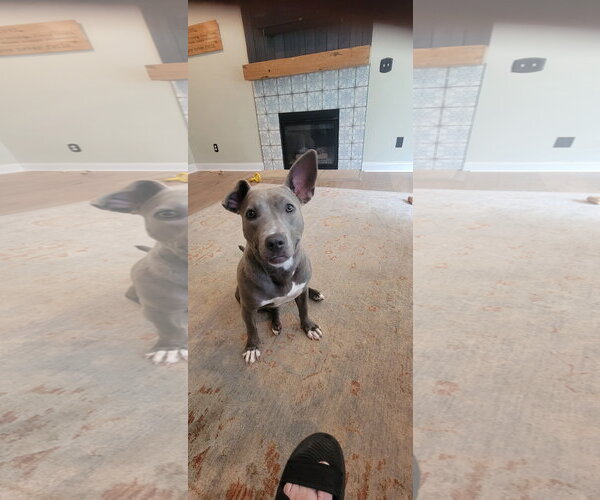 Medium Photo #9 American Pit Bull Terrier-Unknown Mix Puppy For Sale in Holly Springs, NC, USA
