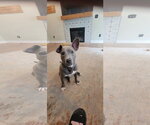 Small #8 American Pit Bull Terrier Mix