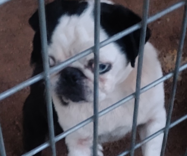 Medium Photo #1 Frenchie Pug Puppy For Sale in NEW WAVERLY, TX, USA