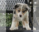 Small Photo #1 Australian Shepherd Puppy For Sale in FREDERICKSBURG, OH, USA