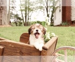Small #3 Cavapoo