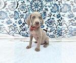 Puppy Jay Weimaraner