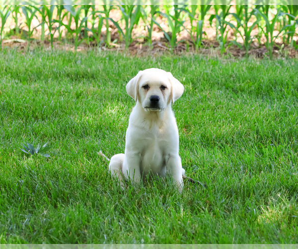 Medium Photo #12 Labrador Retriever Puppy For Sale in SYRACUSE, IN, USA