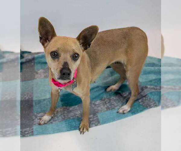 Medium Photo #3 Chihuahua-Unknown Mix Puppy For Sale in Kennesaw, GA, USA