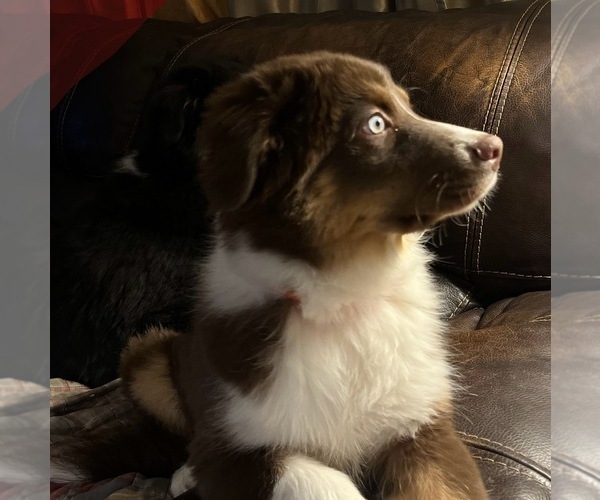 Medium Photo #21 Australian Shepherd Puppy For Sale in MERCER, WI, USA