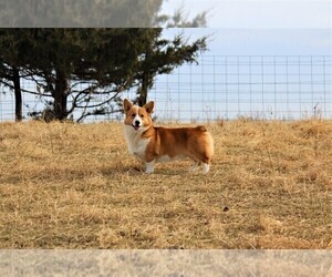 Father of the Pembroke Welsh Corgi puppies born on 02/28/2021