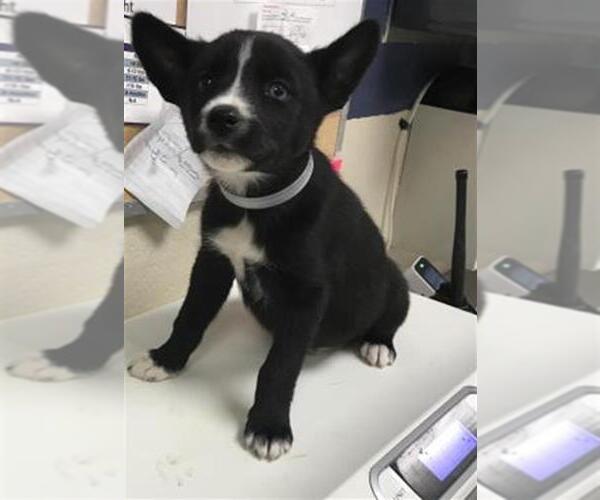 Medium Photo #1 Siberian Husky-Unknown Mix Puppy For Sale in Conroe, TX, USA