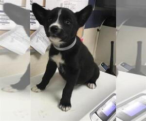 Siberian Husky-Unknown Mix Dogs for adoption in Conroe, TX, USA