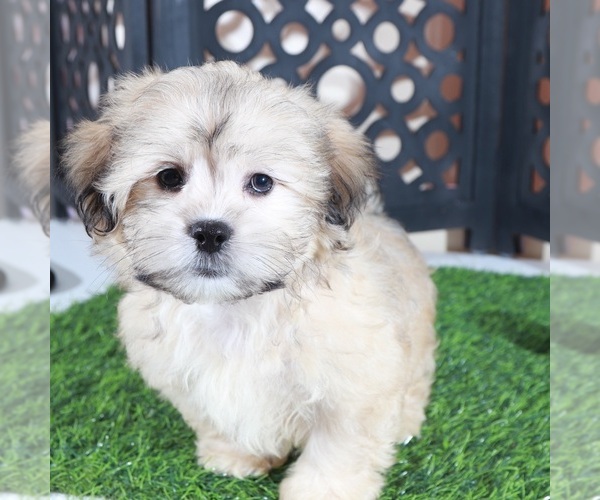 Medium Photo #2 Shorkie Tzu Puppy For Sale in MOUNT VERNON, OH, USA