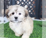 Pumpkin - Male Shorkie Tzu Puppy for Sale - Photo #2
