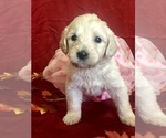 Small Photo #16 Goldendoodle Puppy For Sale in N HIGHLANDS, CA, USA