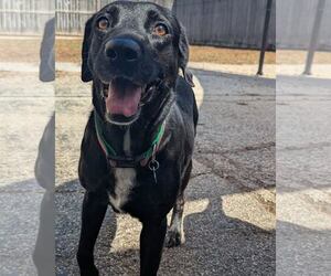 Labrador Retriever-Unknown Mix Dogs for adoption in Houston, TX, USA