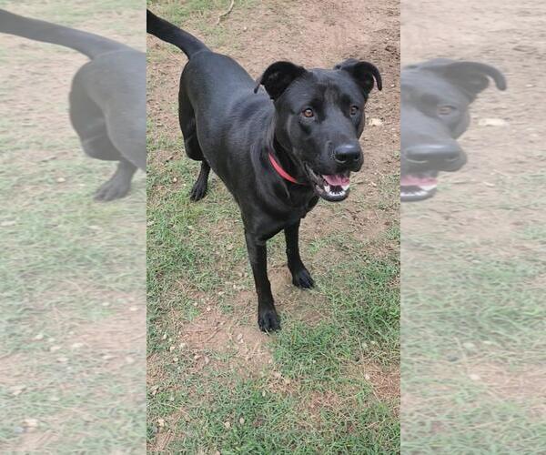 Medium Photo #3 Labrador Retriever-Unknown Mix Puppy For Sale in Coldwater, MI, USA