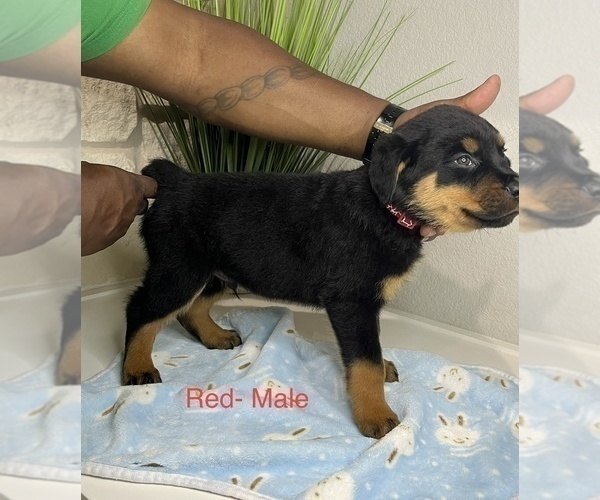 Medium Photo #20 Rottweiler Puppy For Sale in FORT WORTH, TX, USA