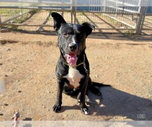 American Pit Bull Terrier-Labrador Retriever Mix Dogs for adoption in Sacramento, CA, USA