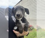 Small American Pit Bull Terrier Mix