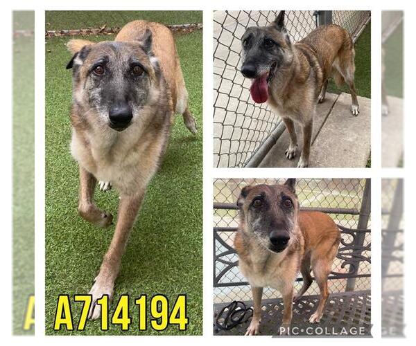 Medium Photo #2 Mutt Puppy For Sale in San Antonio, TX, USA