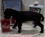Small Photo #18 Great Dane Puppy For Sale in IUKA, IL, USA