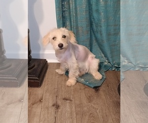 Maltese-Maltipoo (Miniature) Mix Puppy for sale in LITHONIA, GA, USA