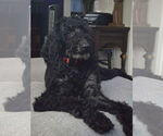 Small #4 Poodle (Standard)