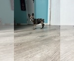 Small Photo #14 Boston Terrier-Faux Frenchbo Bulldog Mix Puppy For Sale in ROUND LAKE, IL, USA