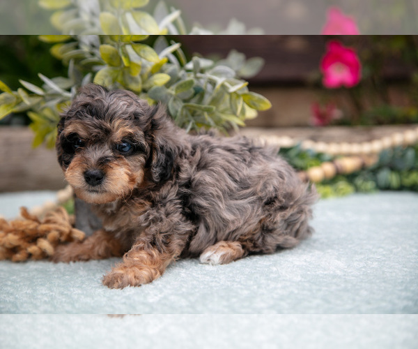 Medium Photo #2 Poodle (Toy) Puppy For Sale in CLARE, MI, USA