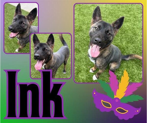 Medium Photo #2 German Shepherd Dog Puppy For Sale in Pearland, TX, USA