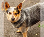 Small #3 Mutt
