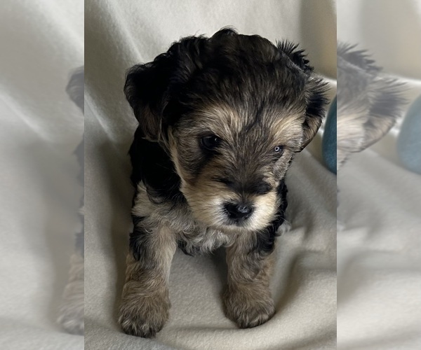 Medium Photo #4 YorkiePoo Puppy For Sale in ROCK HILL, SC, USA