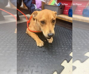 Labrador Retriever-Unknown Mix Dogs for adoption in Stockton, CA, USA