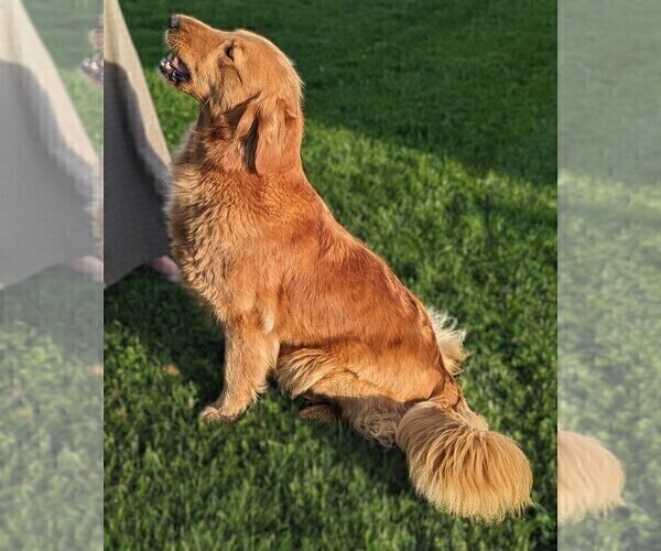 Medium Photo #1 Golden Retriever Puppy For Sale in WOOSTER, OH, USA
