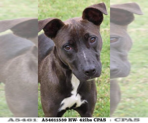 Medium Photo #1 Mutt Puppy For Sale in New Orleans, LA, USA