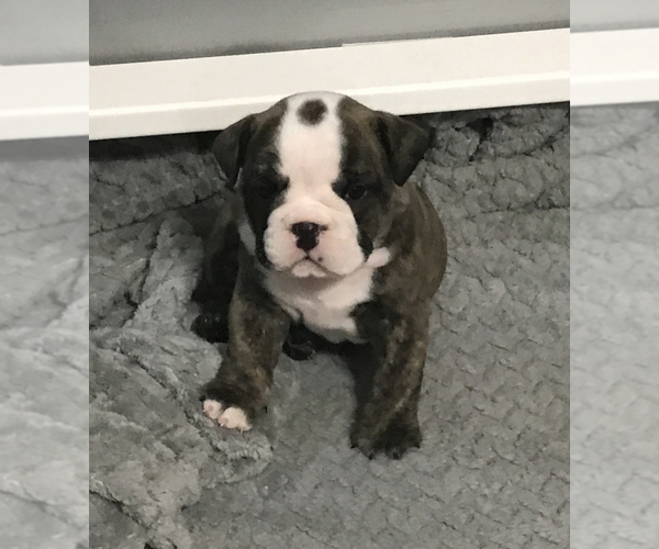 Medium Photo #6 Bulldog Puppy For Sale in OAK RIDGE N, TX, USA
