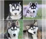 Small Photo #1 Siberian Husky Puppy For Sale in BEVERLY, OH, USA