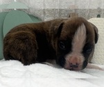 Small #5 Boxer