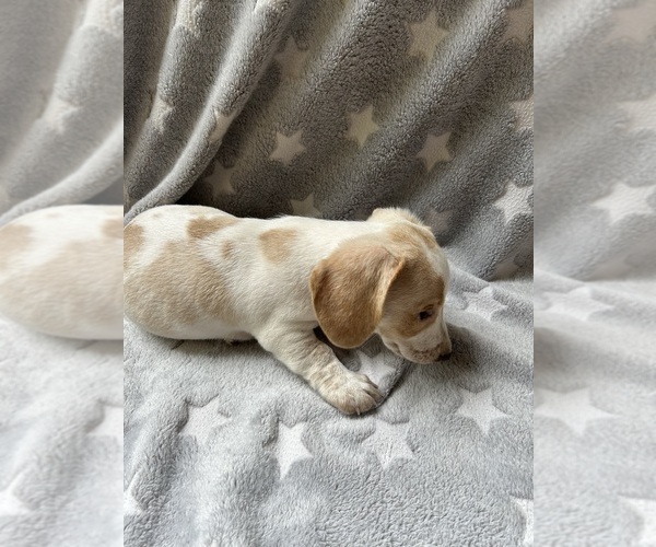 Medium Photo #9 Dachshund Puppy For Sale in ROGERS, OH, USA
