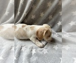Small #8 Dachshund