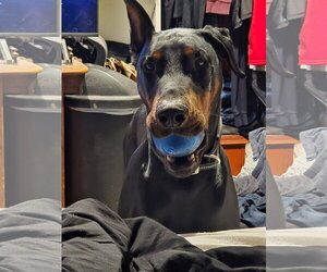 Doberman Pinscher Dogs for adoption in Buffalo, MN, USA