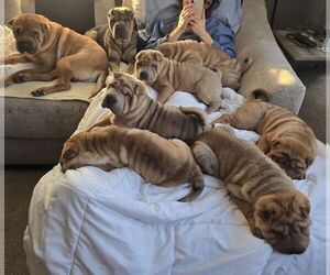 Chinese Shar-Pei Puppy for sale in SANBORN, NY, USA