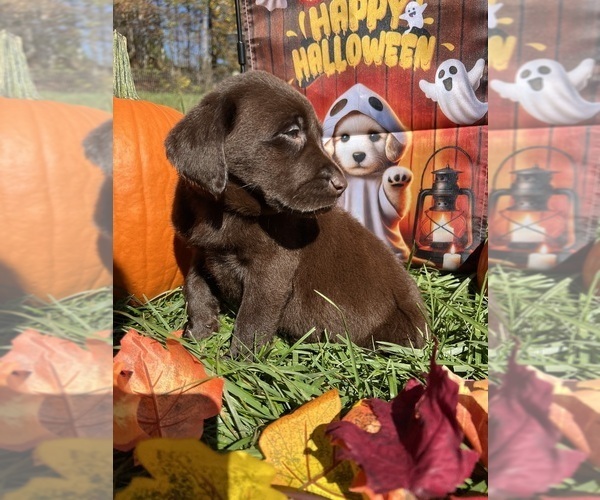 Medium Photo #6 Labrador Retriever Puppy For Sale in NEOLA, WV, USA
