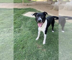 Bullboxer Pit Dogs for adoption in Plano, TX, USA
