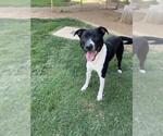 Small Bullboxer Pit