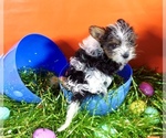 Image preview for Ad Listing. Nickname: Boy Yorkie
