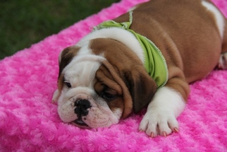 English Bulldogge Puppy for sale in CRANSTON, RI, USA