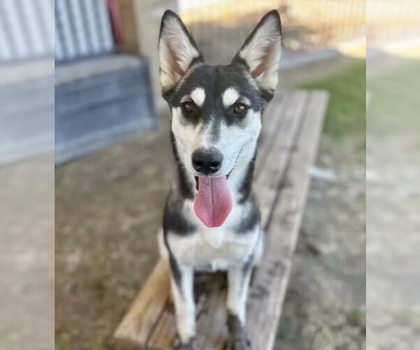 Medium Photo #2 Siberian Husky Puppy For Sale in Riverside, CA, USA