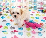 Small #10 Maltese-Poodle (Toy) Mix