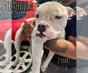 Boxer-Unknown Mix Dogs for adoption in Woodbury, NY, USA