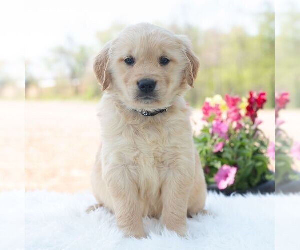 Medium Photo #2 Golden Retriever Puppy For Sale in NEWPORT, PA, USA