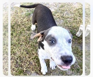American Pit Bull Terrier-Unknown Mix Dogs for adoption in Holly Springs, NC, USA