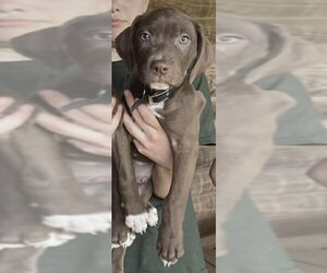 Chocolate Labrador retriever-Unknown Mix Dogs for adoption in SHERBURNE, NY, USA